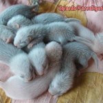 cuccioli683
