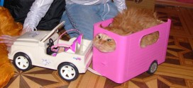 gatto e camper barbie