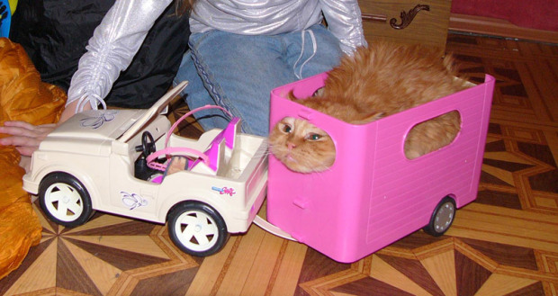 gatto e camper barbie
