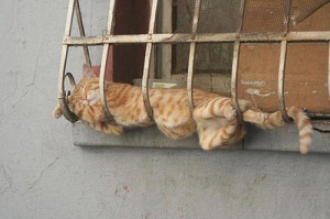 comodo come un gatto