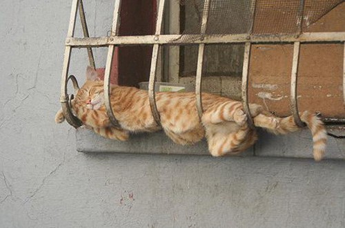 comodo come un gatto