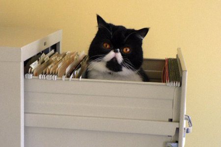 gatto nel raccoglitore