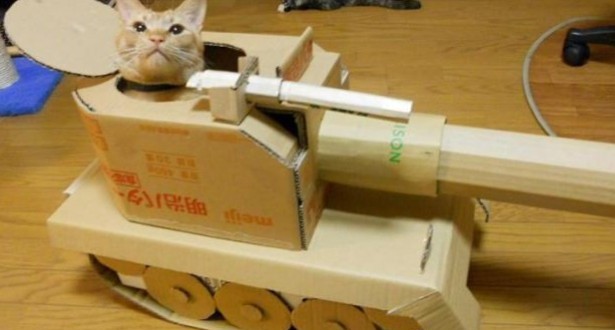 gatto guerrigliero